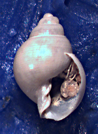 Ringicula leptocheila ?
